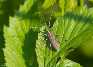 Golden-bloomed grey longhorn beetle (Agapanthia villosoviridescens)