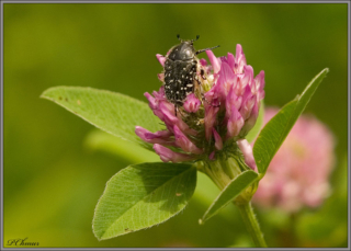 Oxythyrea funesta