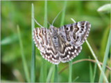 Mother Shipton Moth (Euclidia mi)
