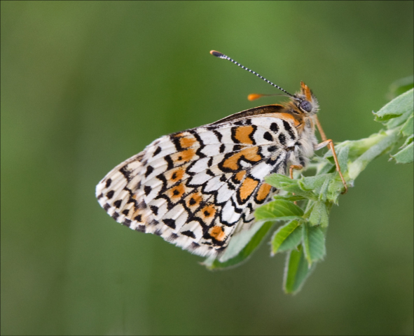 underside