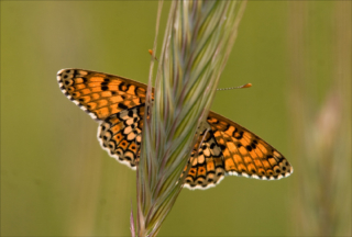 underside