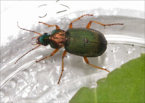 Chlaenius nitidulus