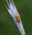 "Bishop's Mitre Shieldbug (Aelia acuminata)