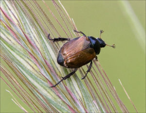 Garden Chafer (Phyllopertha horticola)