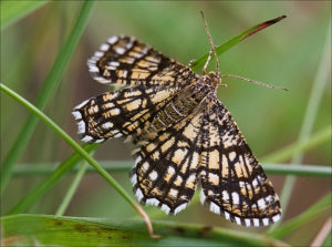 Latticed Heath (Chiasmia clathrata)