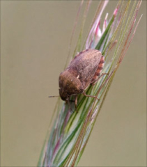 Tortoise Bug (Eurygaster testudinaria)