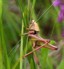 Tettigonia cantans