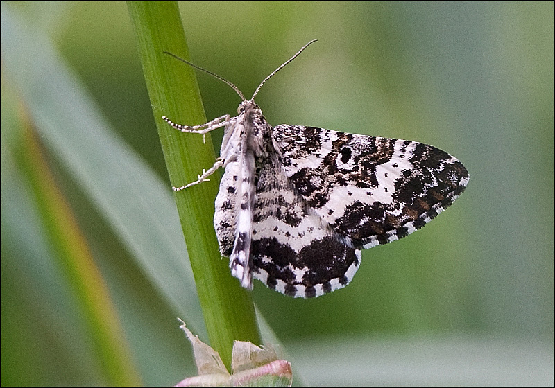 White-banded Black Moth (Rheumaptera subhastata)