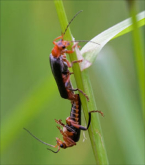 Cantharis fusca - matings