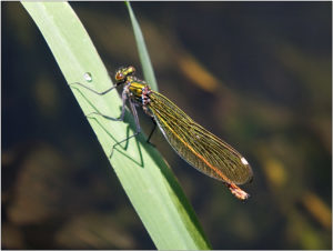 Beautiful Demoiselle (Calopteryx virgo virgo) -female