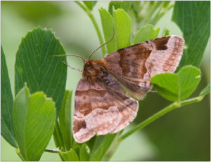 Burnet Companion Moth (Euclidia glyphica)