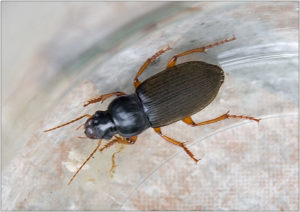 Strawberry seed beetle (Harpalus rufipes)