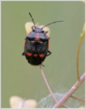 Rape Bug (Eurydema oleracea)