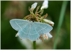 Small Grass Emerald (Chlorissa viridata)