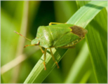 "Southern green stink bug (Nezara viridula)
