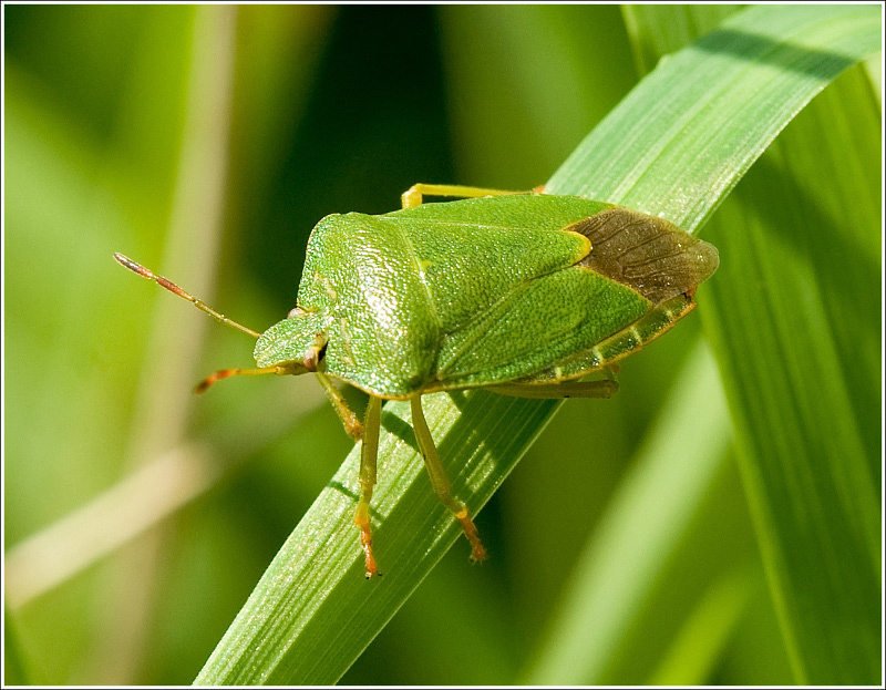 "Southern green stink bug (Nezara viridula)