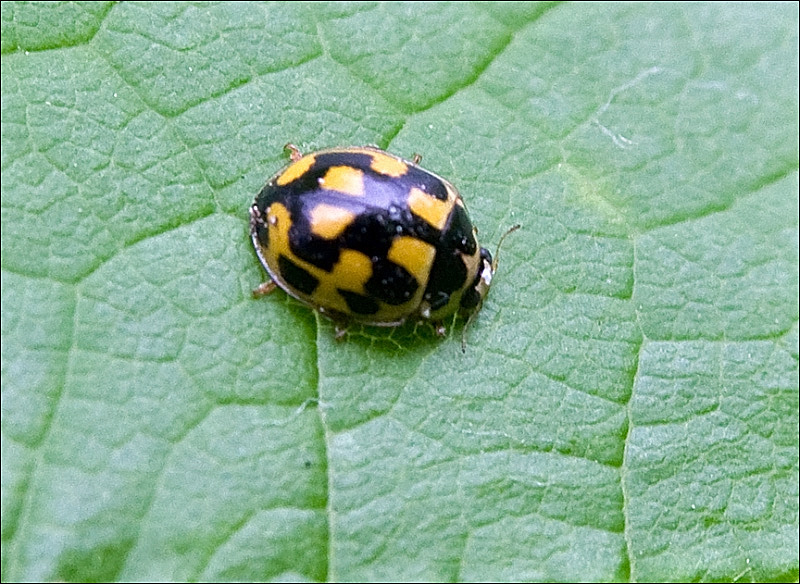 16-spot Ladybird (Propylea quatuordecimpunctata)