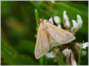  Translucent pearl(Paratalanta hyalinalis,)