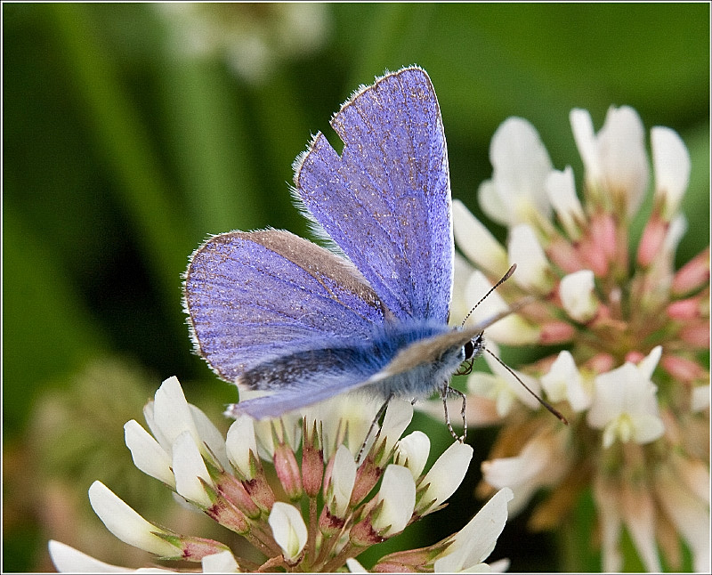 Common Blue (Polyommatus icarus) - male