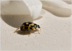 16-spot Ladybird (Propylea quatuordecimpunctata)