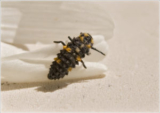 A larva of Seven-spot Ladybird (Coccinella septempunctata)