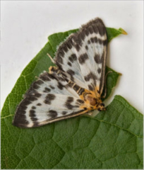 Small Magpie (Anania hortulata)