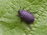 Carrion Beetle (Silpha obscura)