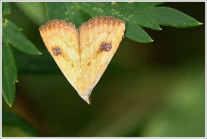 Straw Dot (Rivula sericealis)