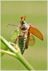 Cockchafer (Melolontha melolontha)