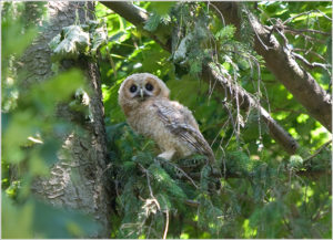 Tawny Owl (Strix aluco) juvenile