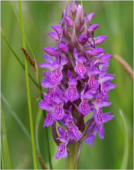 Western marsh orchid