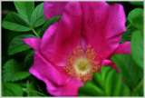 Dog rose (Rosa canina L.)