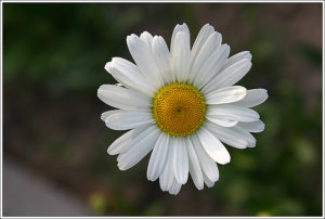 corn chamomile