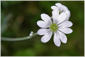 Fen violet  (Viola persicifolia)