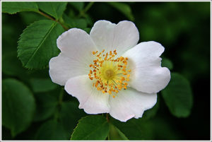 Dog rose (Rosa canina L.)