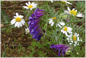 Common Vetch (Vicia sativa subsp. nigra )