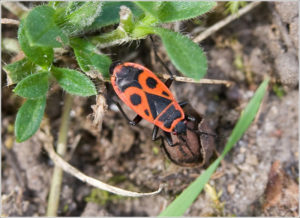 Firebug (Pyrrhocoris apterus)