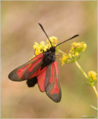 Transparent Burnet