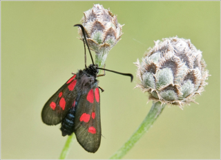 Five-spot Burnet