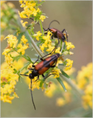 Stenurella bifasciata