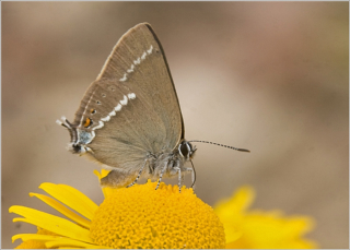 Blue-spot Hairstreak