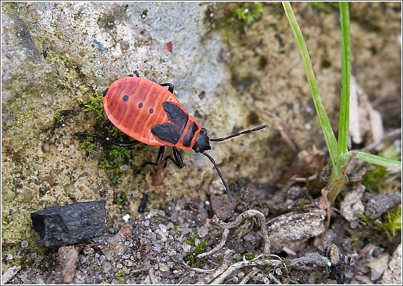 Larva of Firebug (Pyrrhocoris apterus)