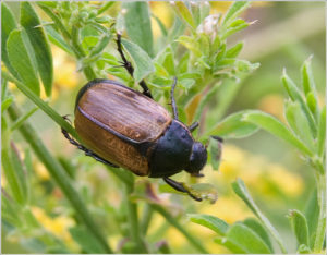 Dune Chafer (Anomala dubia)