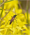 Longhorn beetle (Pseudovadonia livida)	