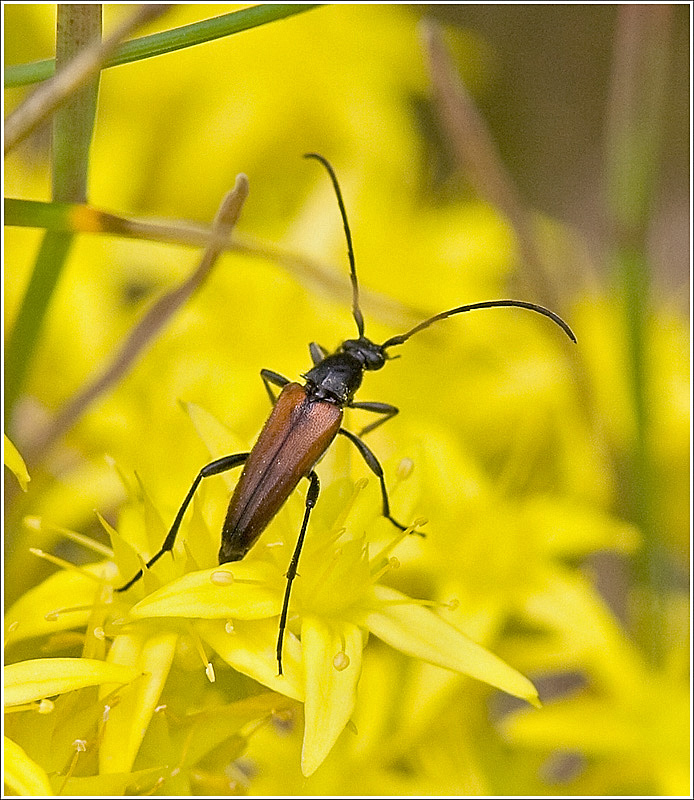 Longhorn beetle (Pseudovadonia livida)	