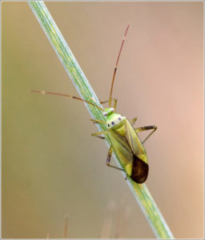 Potato capsid (Calocoris norvegicus)