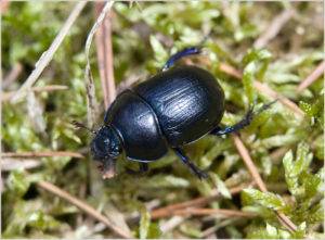 Anoplotrupes stercorosus