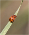 24-spot ladybird (Subcoccinella 24-punctata)