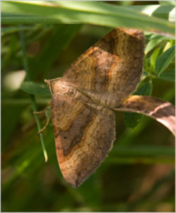 Shaded Broad-bar (Scotopteryx chenopodiata)