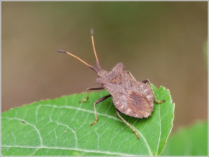 Gonocerus acuteangulatus